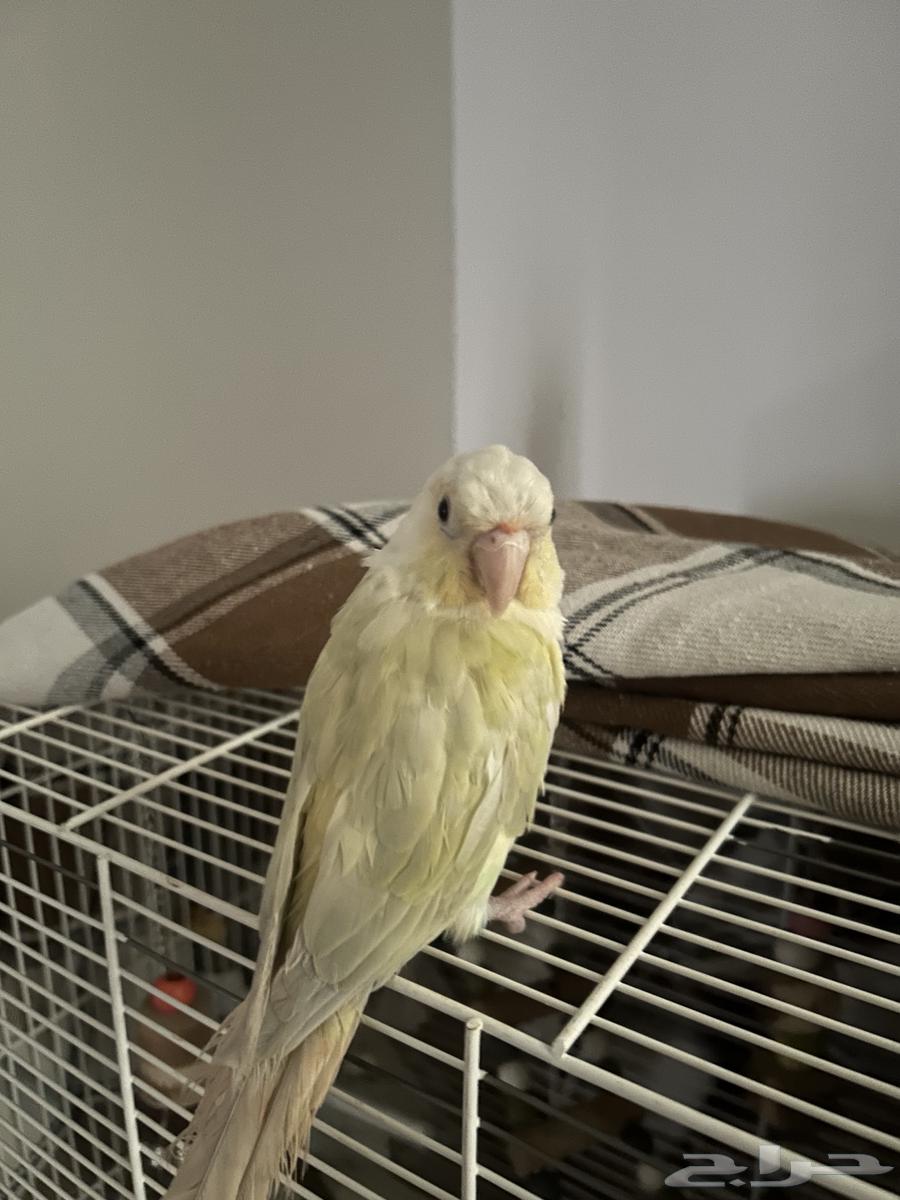 كنيور مون شيك للبيع ..تم البيع64414223850883110