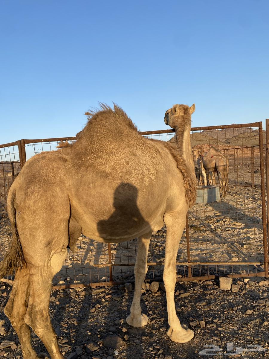 خلفه مصغر مجموع بالحليب وهديه ورضيه الحد12500تتم البيعع64418052693890112