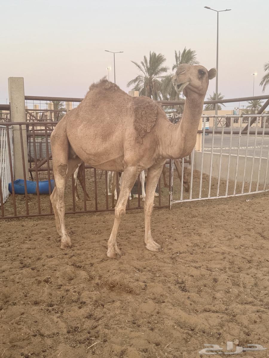 Hamra Kafu Tax (( Sold ))64413798648833110