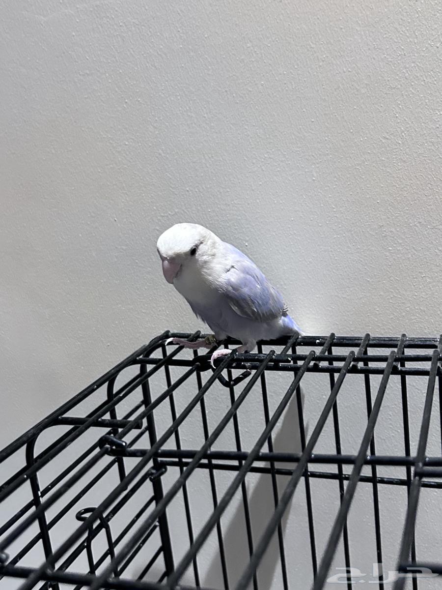 تم البيع  الله يبارك للمشتري روز انثى 7 شهور64416440169985112