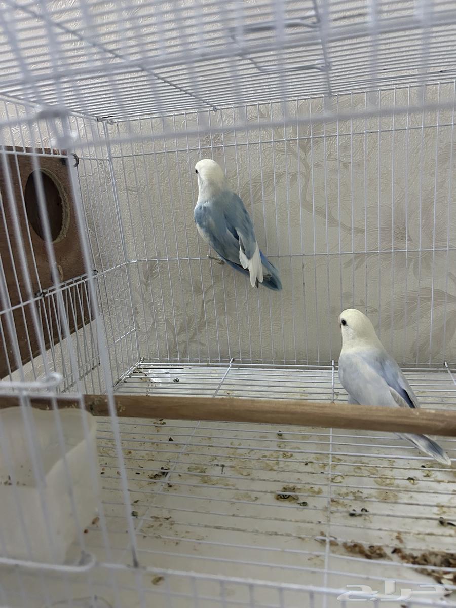 جوز روز كان تحته 4 فروخ وتم بيعهم الان سعر الجوز 35064417197683969113