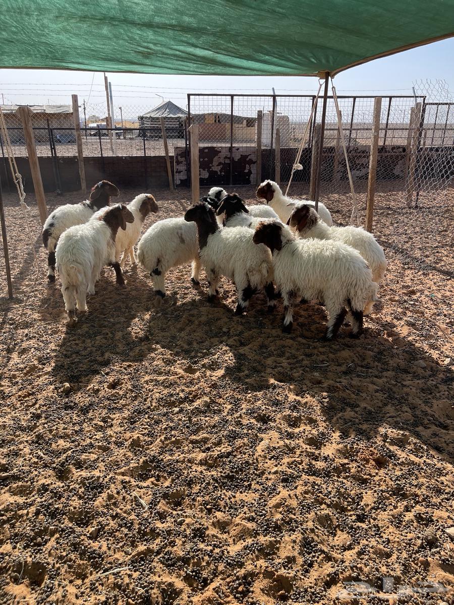 For sale, Naaim's purebred sheep (Sold)64416041441793114
