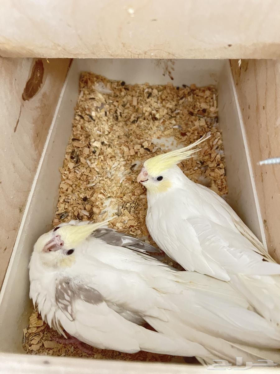 زوج كروان كريمي فيس نوادر64412428025985112