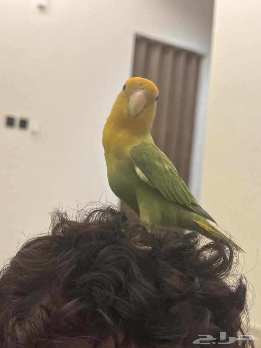 عصافير اليفين ذكر وانثى السعر 400 ريال64415518515586112