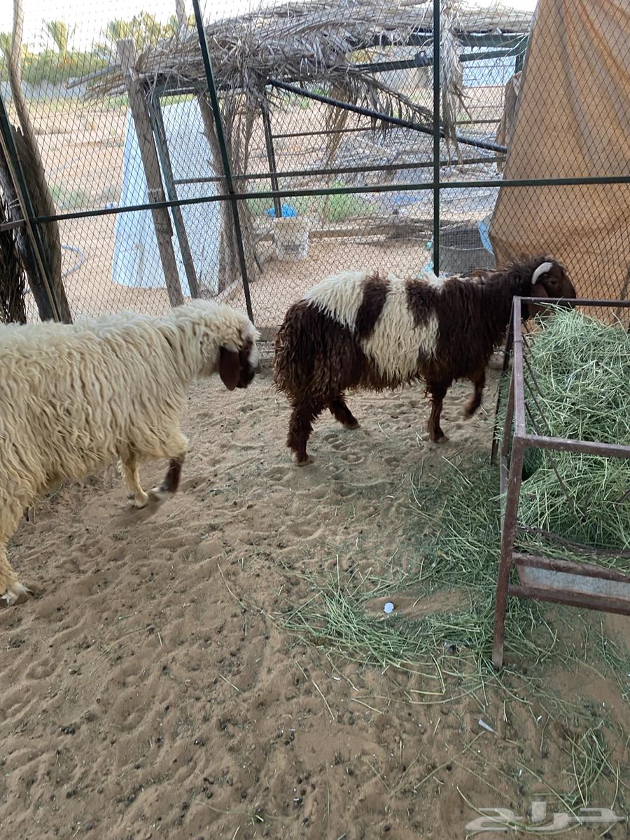 خرافان للبيع64416888638339111