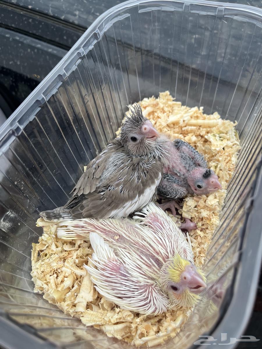 فروخ كروان مشروع هدد64413326836611110