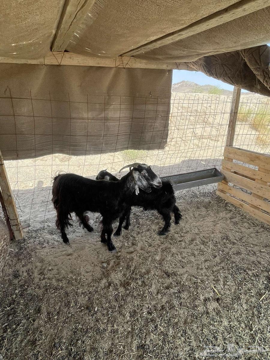 عنز خلفه تم البيع64414382159106114