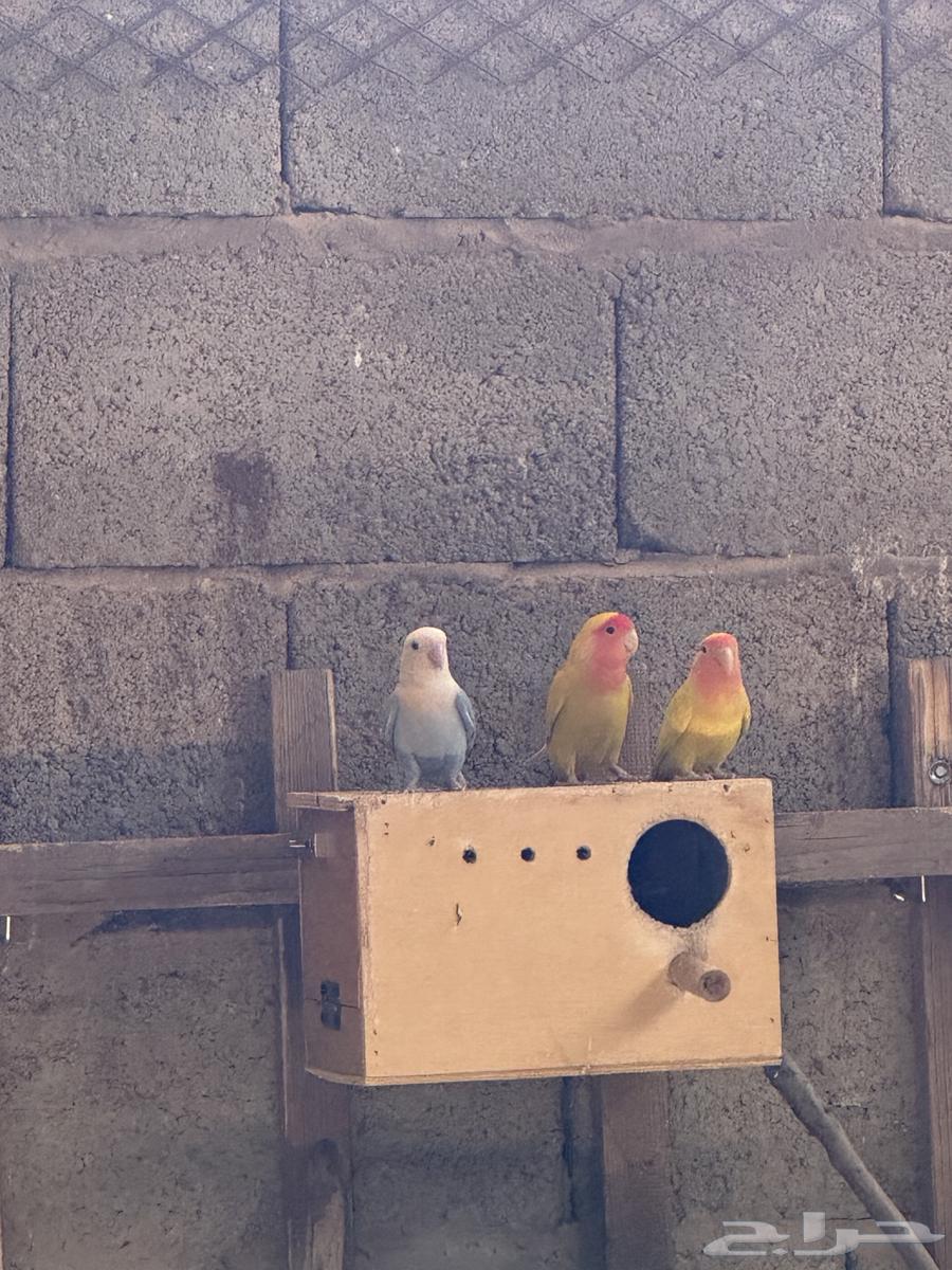 Day64417766444929111