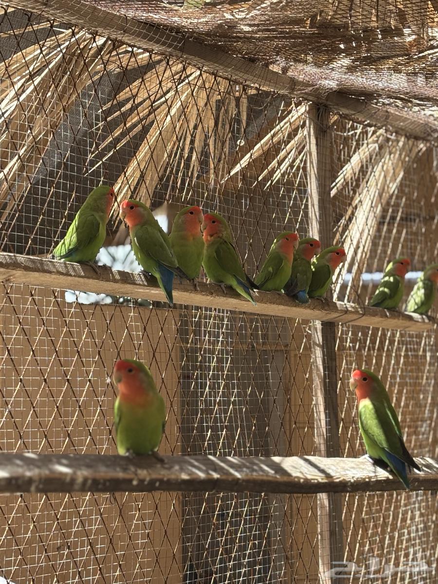 طيور روز64414779737217110