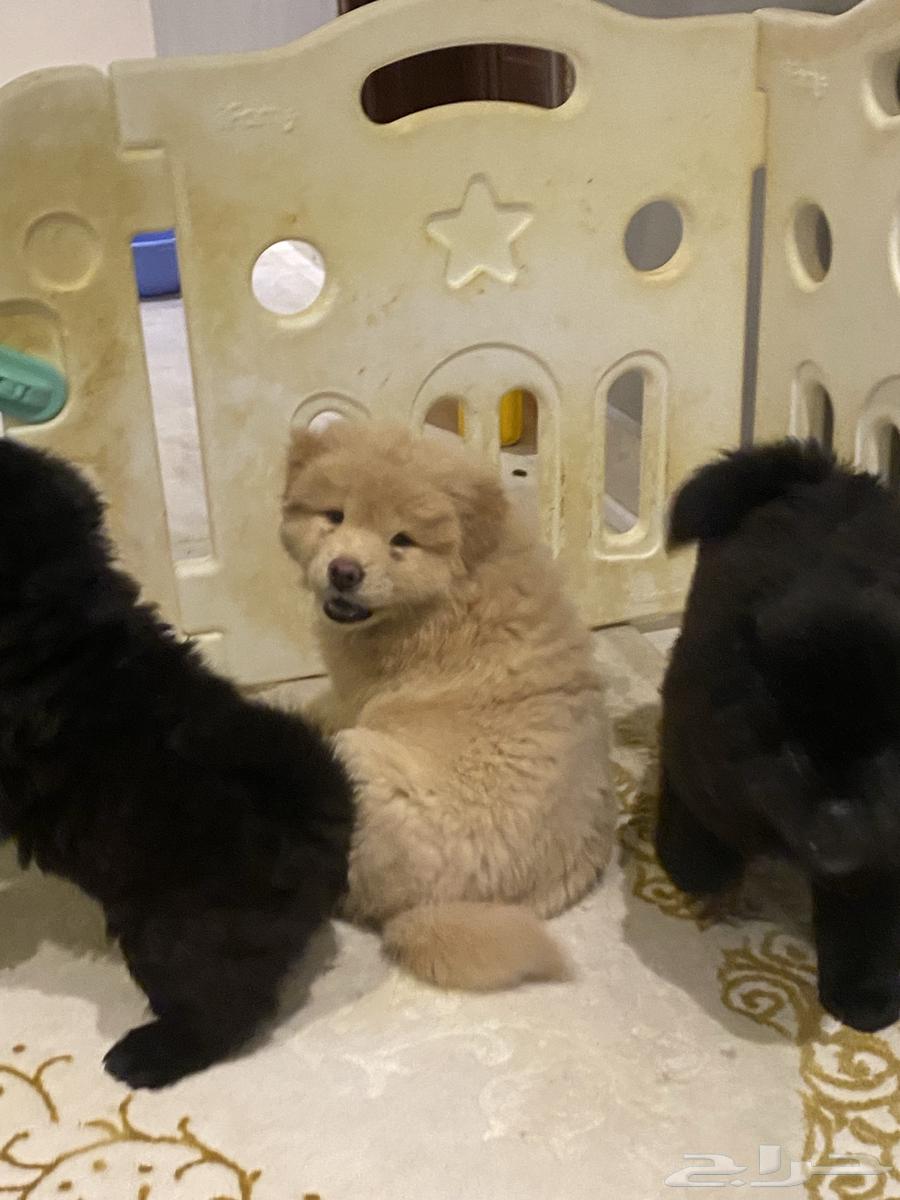 Chow Chow puppies64412896698755114