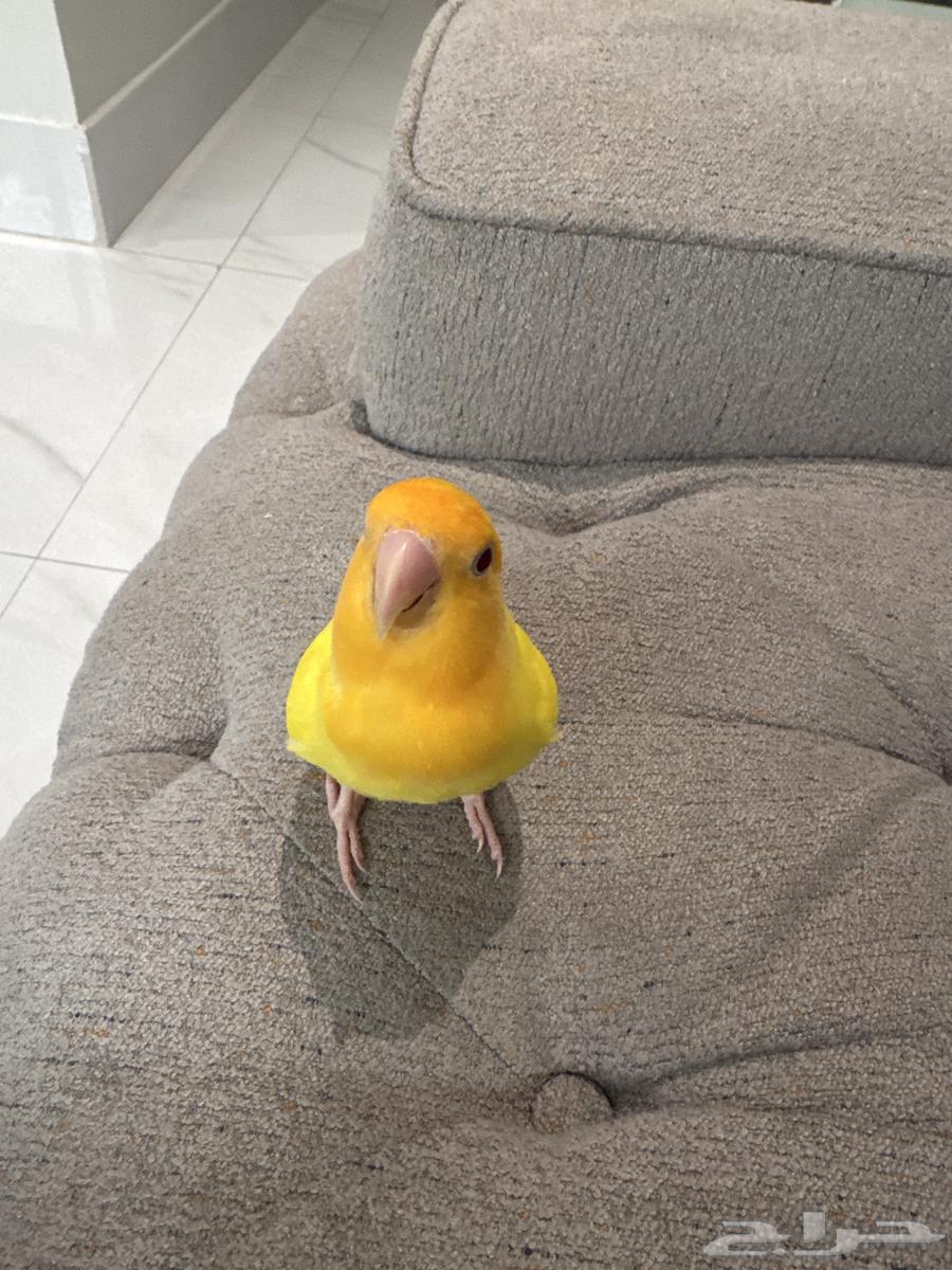 A rose bird with its beloved and gentle cage for 20064414620099586110