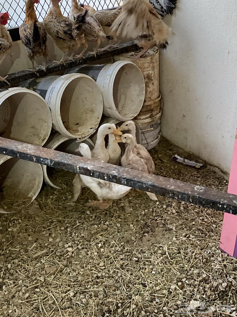 للبيع بط64416835718914111