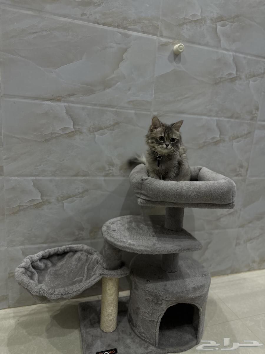 لوازم قطط سرير64419145038978111
