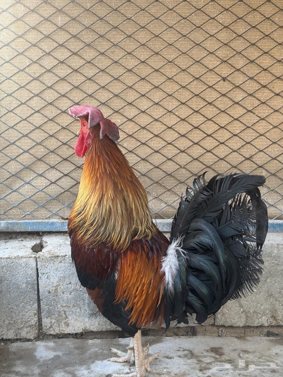 ديك فري جرم كبير التفاصيل في اعلاني السابق64415154993537113