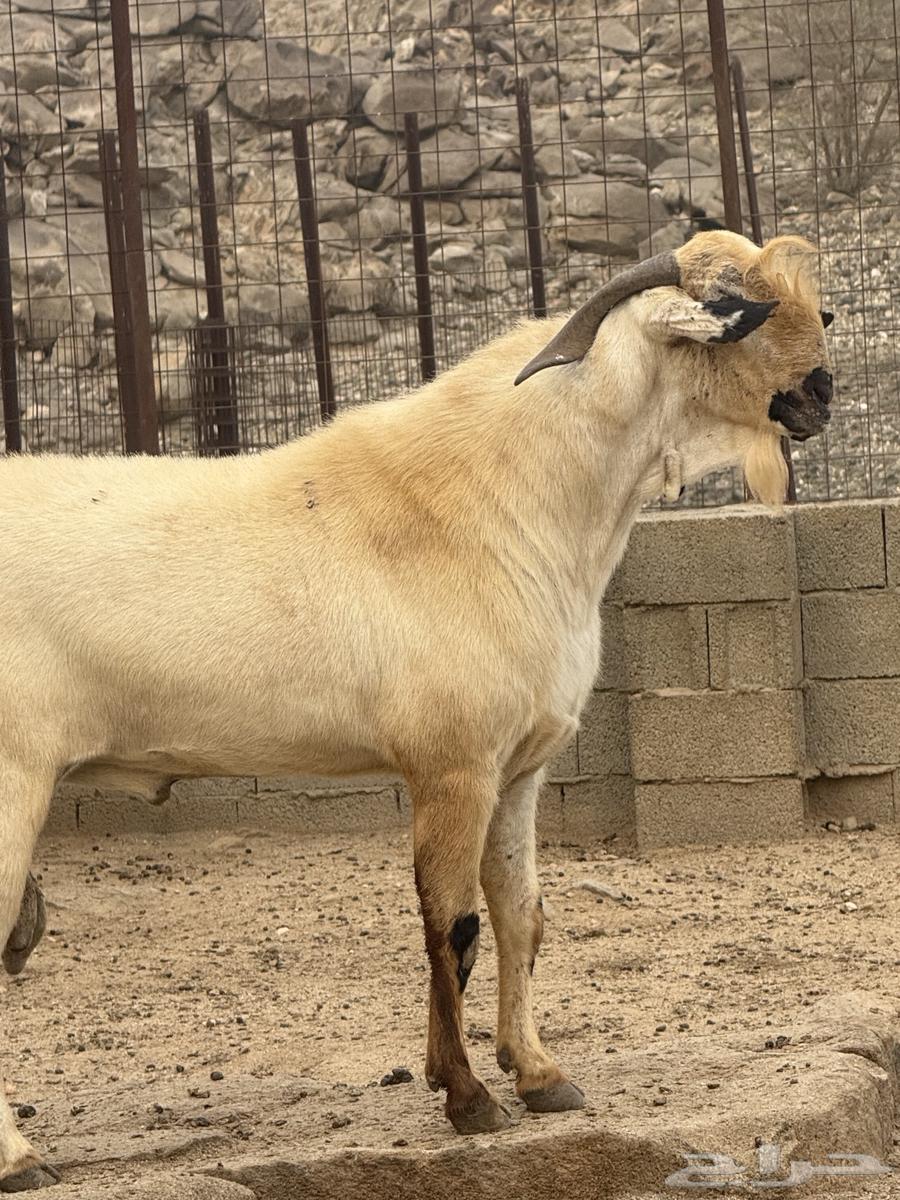 تيس بيشي صنف العمر 3 سنوات حار جدا في الضراب والكتاب واضح م64416014535427111