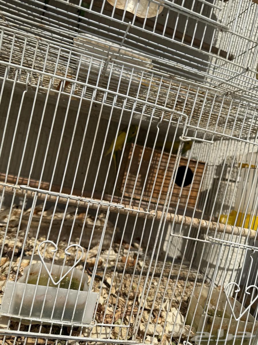 طيور حب64414927053954110