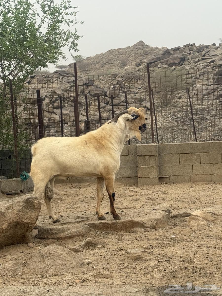 تيس بيشي صنف العمر 3 سنوات حار جدا في الضراب والكتاب واضح م64416014535427112