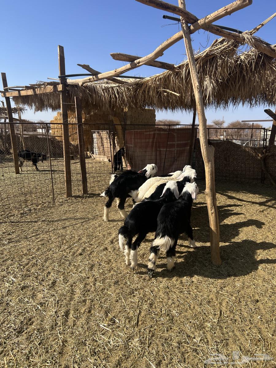 خرفان نجد. تم البيع تم البيع64413811943939113