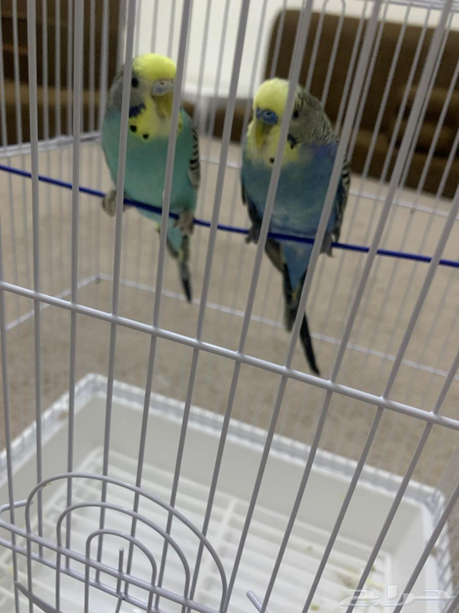 طيور باجي64413340093954111