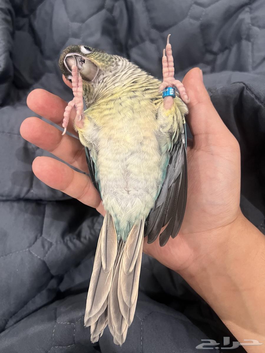 يلوسايد تركواز كنيور انثى64416014561666111