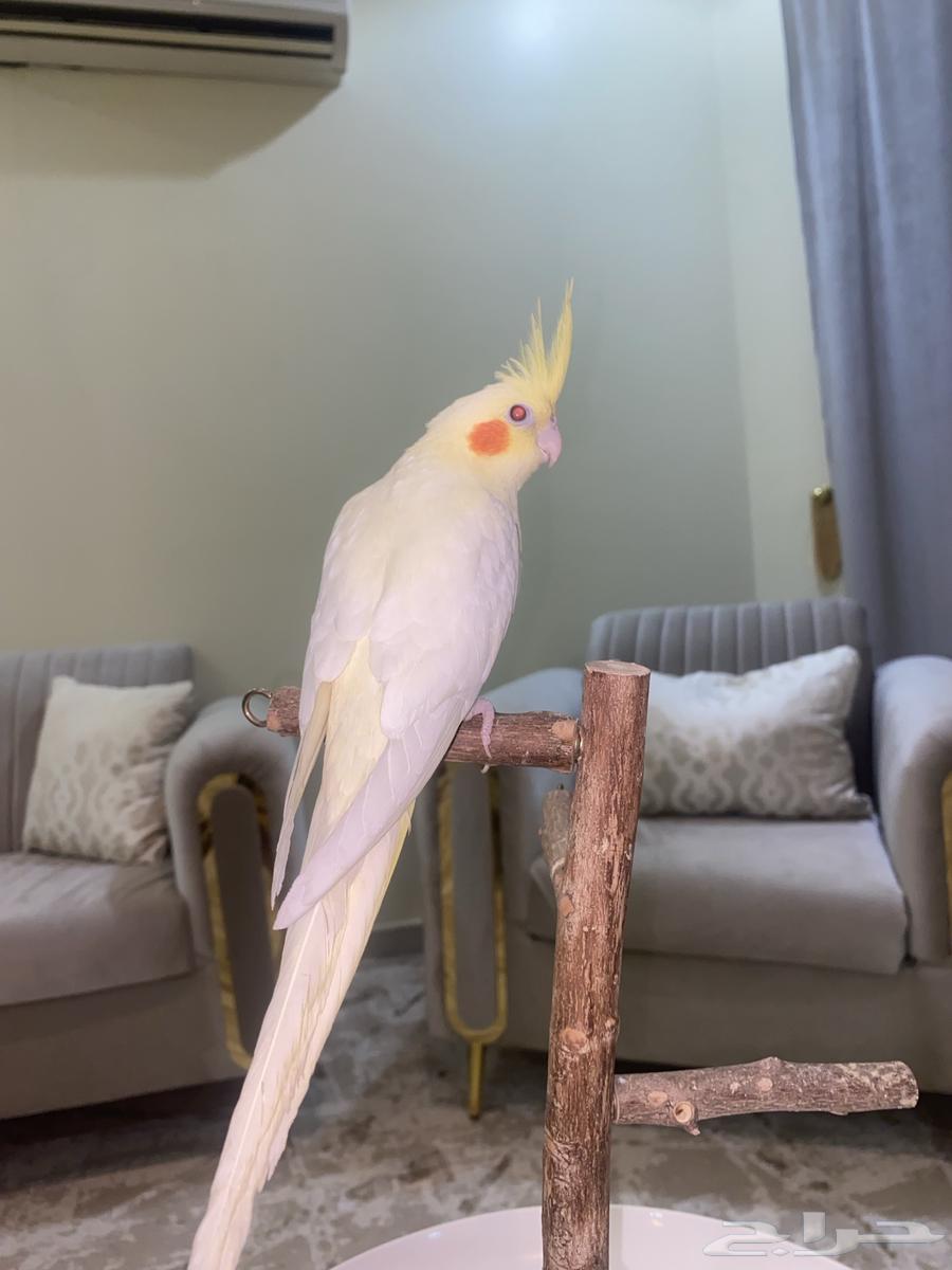 تم البيع64416981148419110