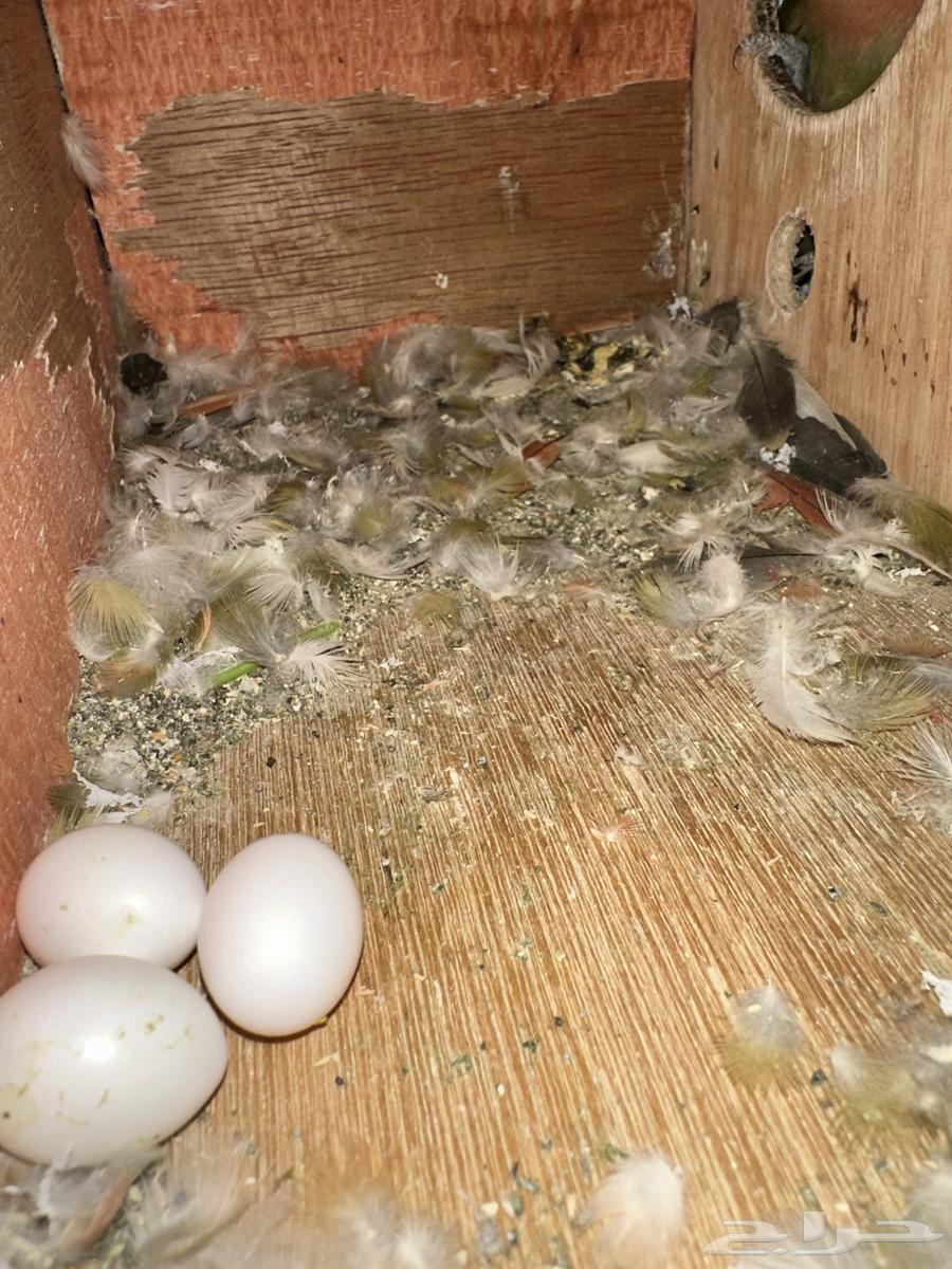 روز مع البيض الصحة ممتاز منتجة العمر مجهول.50064415195603843110