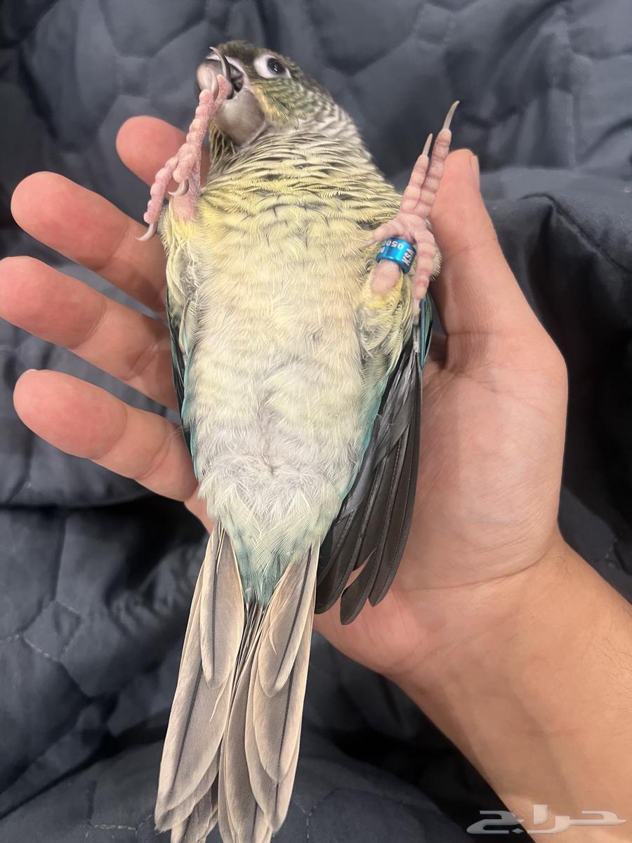 يلوسايد تركواز كنيور انثى64416014561666110