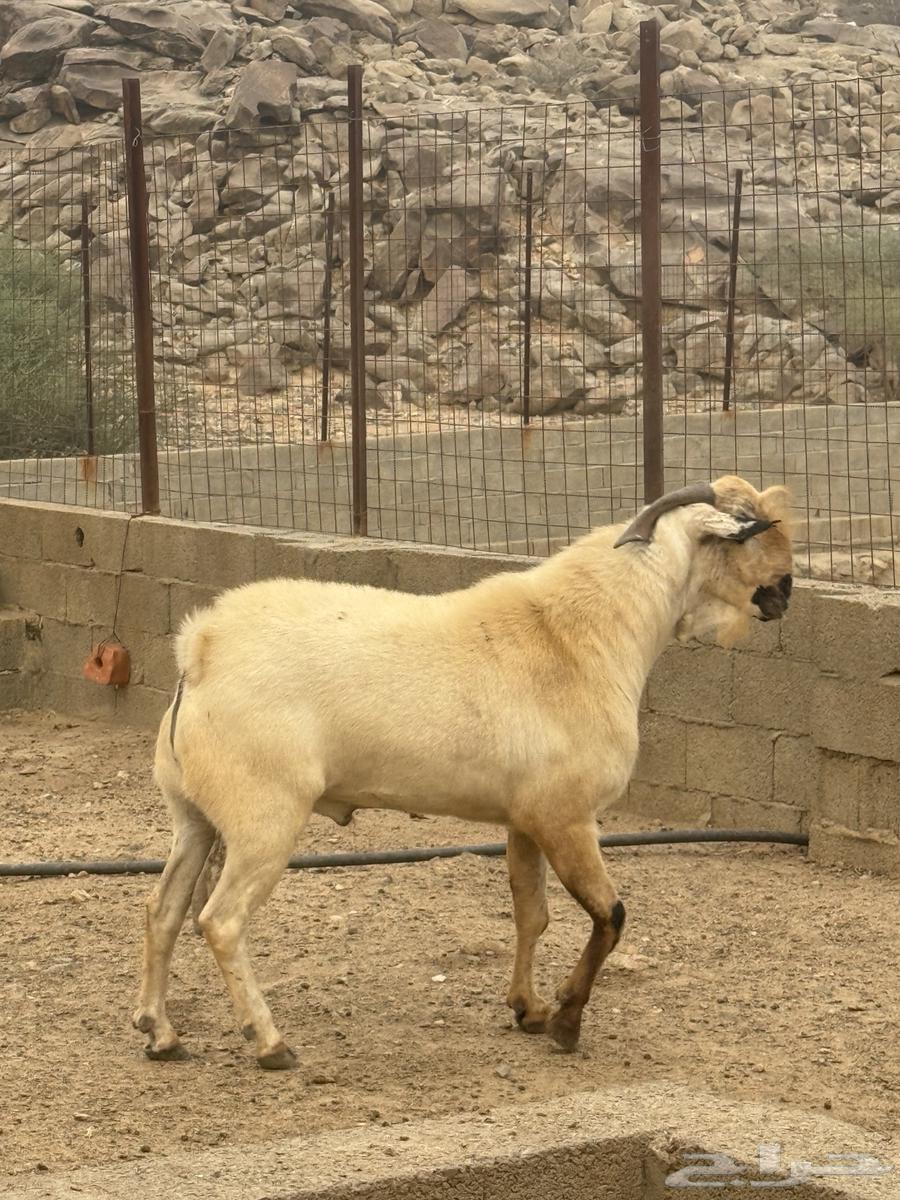 تيس بيشي صنف العمر 3 سنوات حار جدا في الضراب والكتاب واضح م64416014535427110