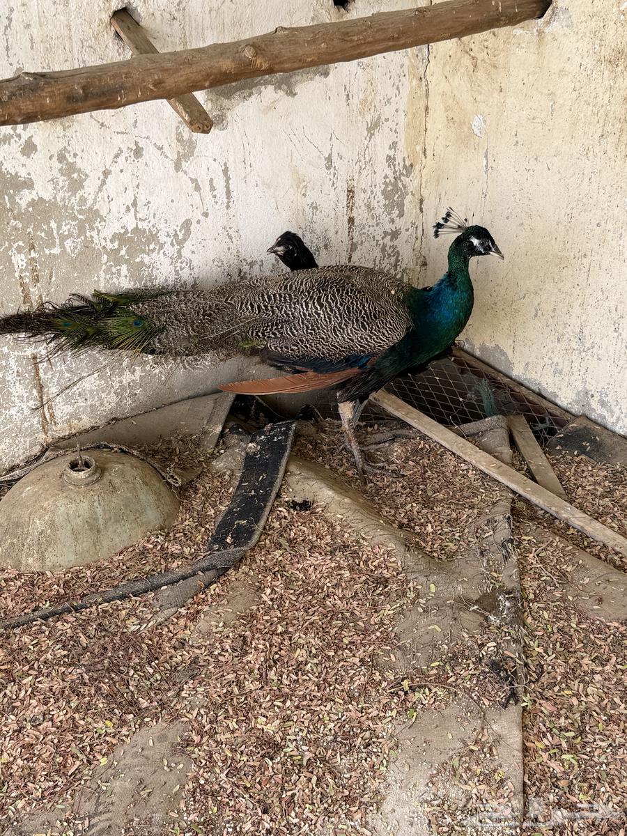 طاوؤس للبيع اعلئ سومه64415343839489110