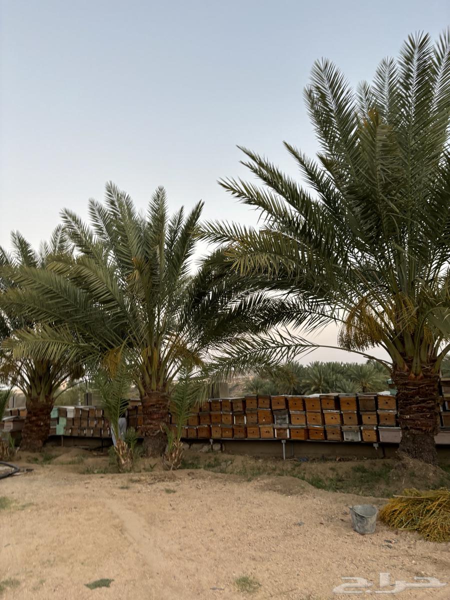 Empty beehive for sale, located in the southern area at an excellent price64418797701122111