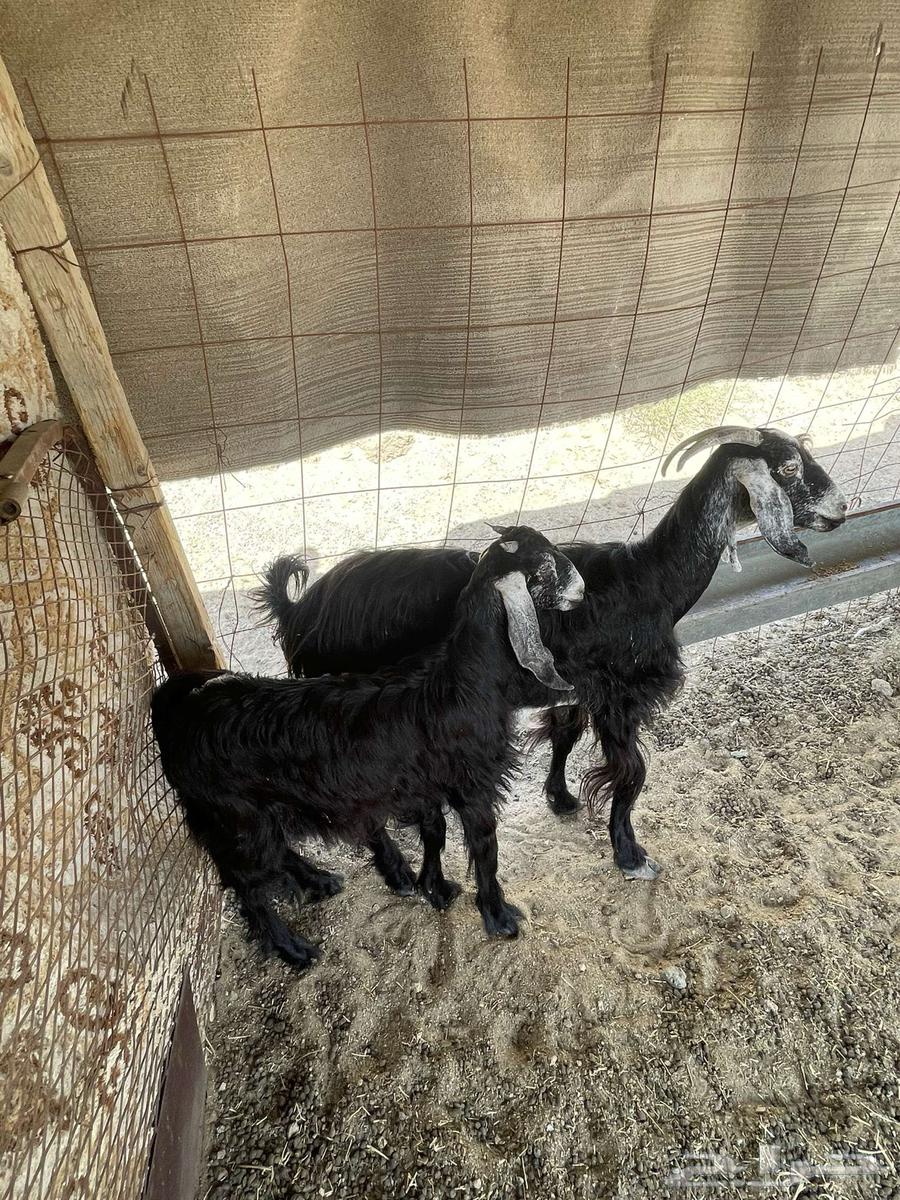 عنز خلفه تم البيع64414382159106110