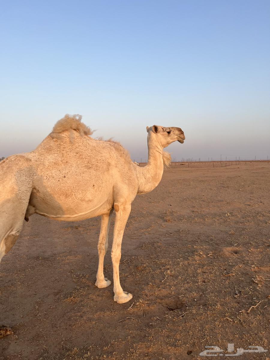 للبيع ناقتين وحد حايل والثانيه لقحه له حول 9 شهور64416875415042110