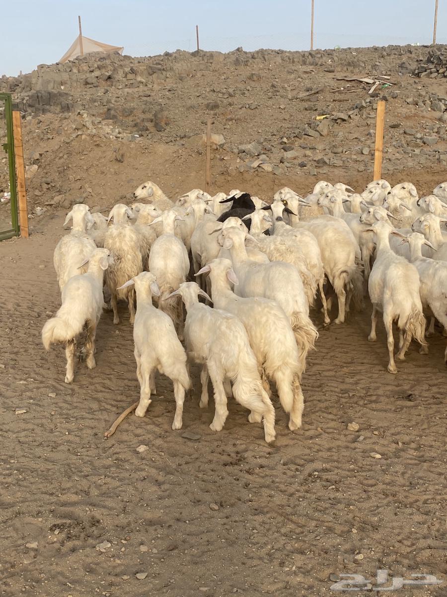 53 ضان مقاني مراح واحد64415316836353114