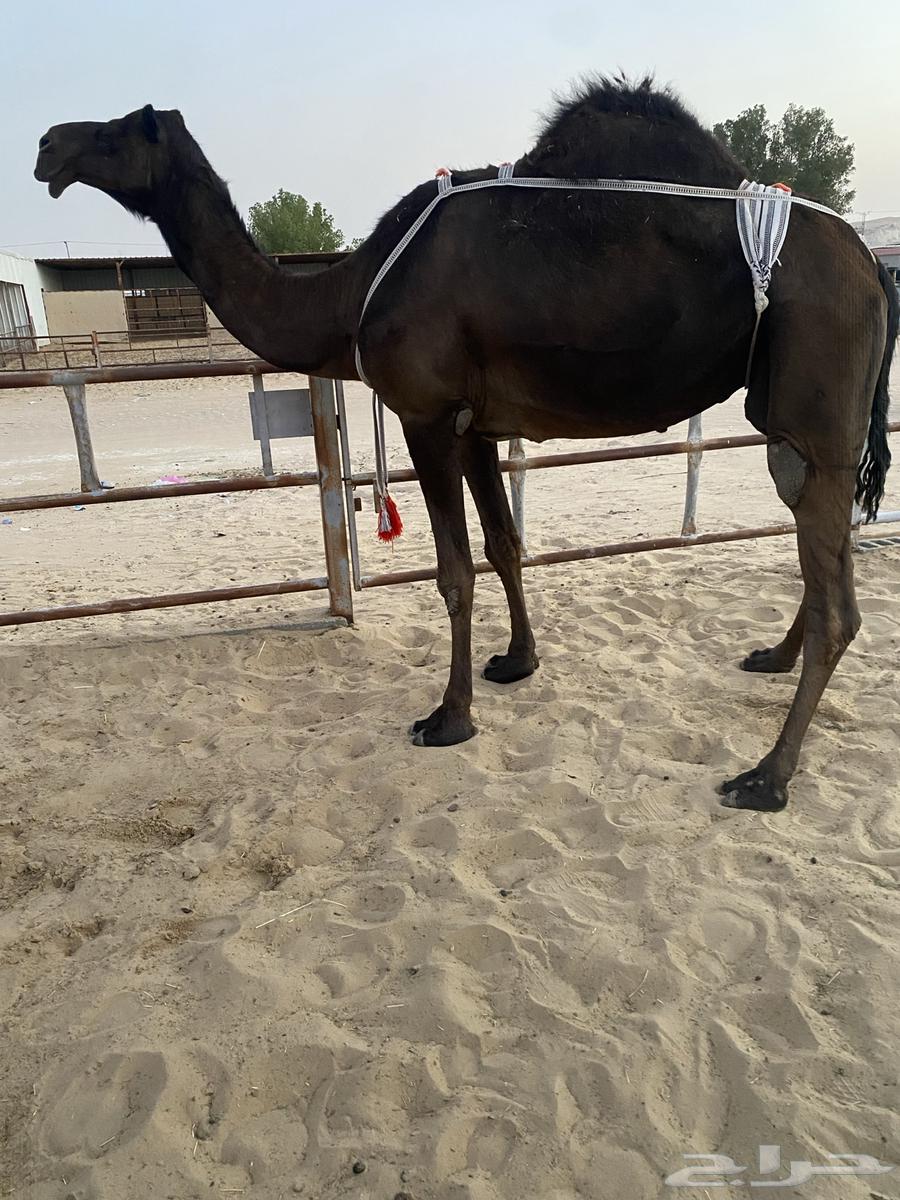 Camel64417508645889111