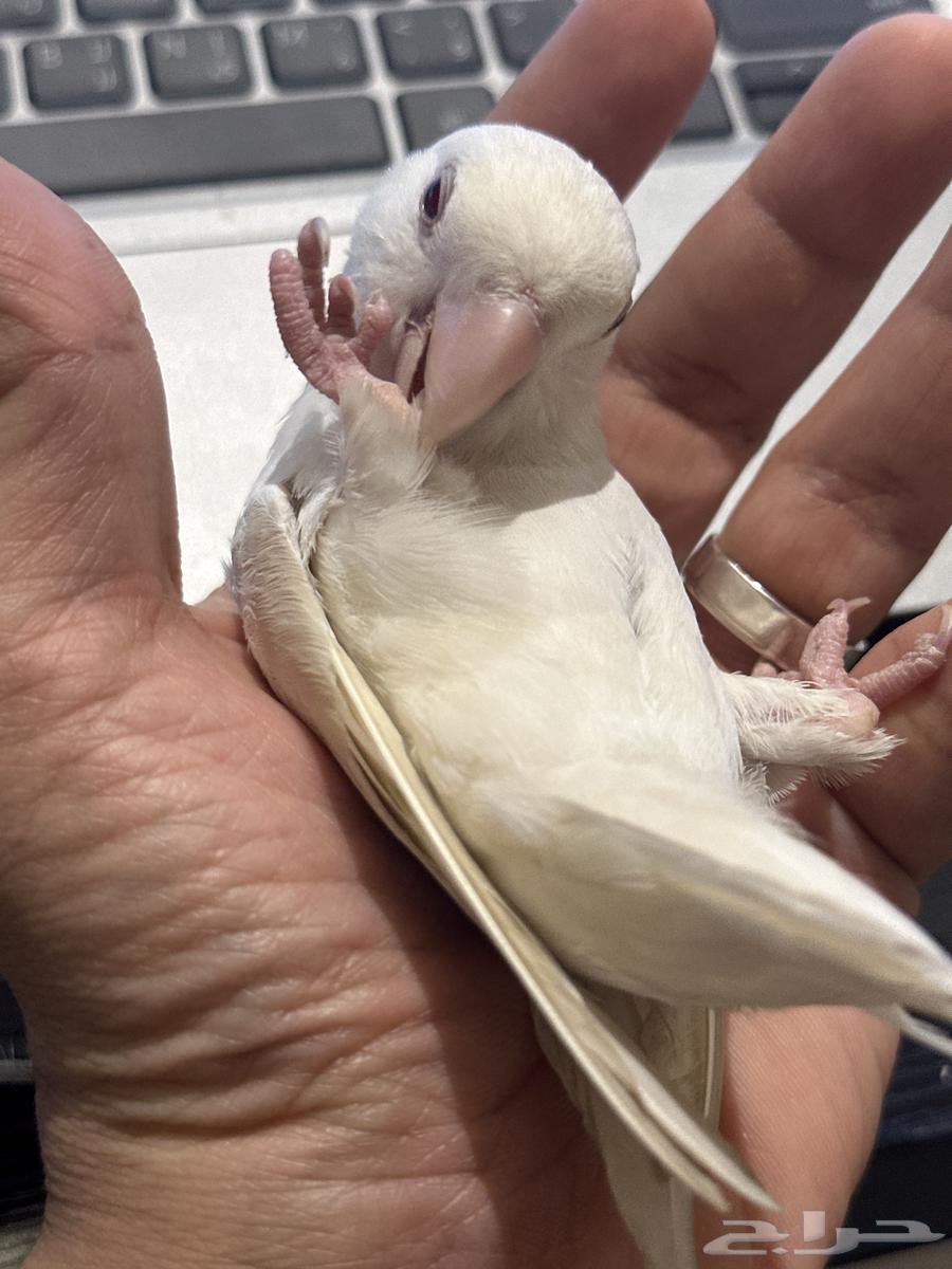 روز حمامه واليف جدا جدا64416068083330111