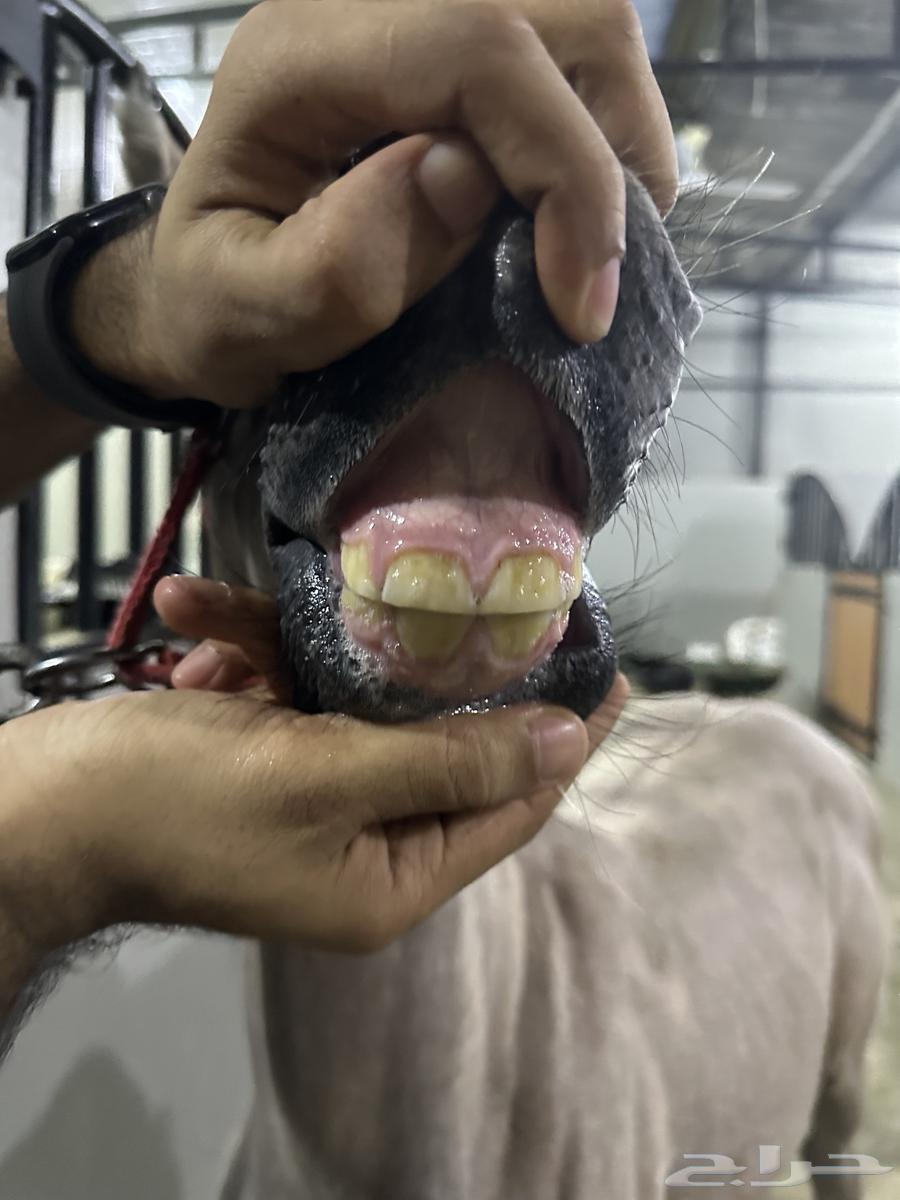 مهره شعبيه شيخه64413340077825112