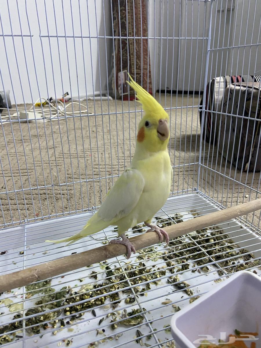 زوج كروان لاتينو تم البيع64417115637379110