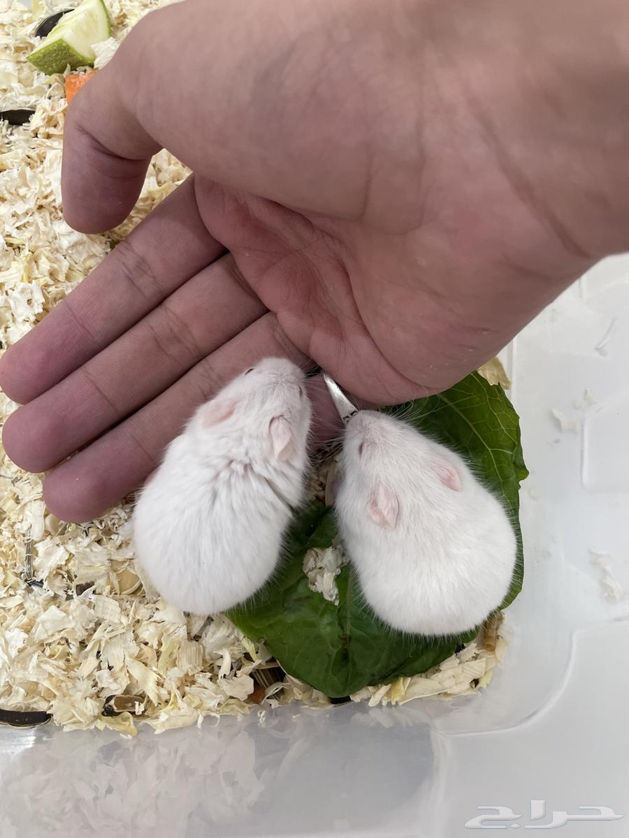 هامستر روسي وسوري(25-20 )(مباع)64416875319170113