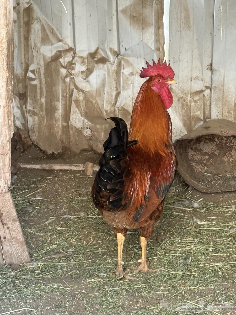 2 ديوك عربي .64413732709635113