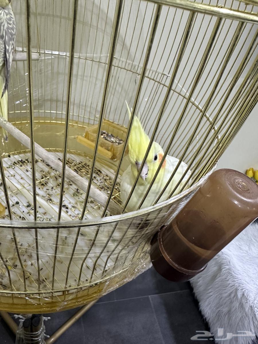 طيور كروان للبيع64414010548867112