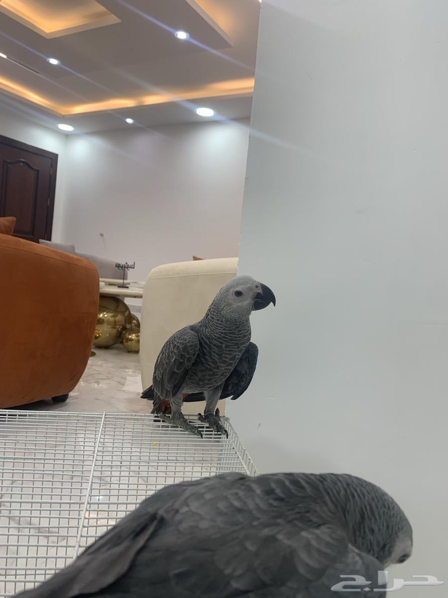 Farooq Kasko64416267604483110