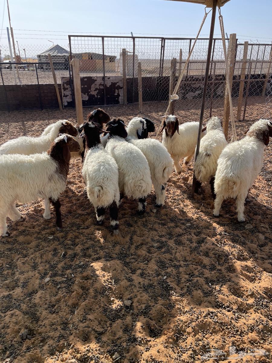 For sale, Naaim's purebred sheep (Sold)64416041441793110