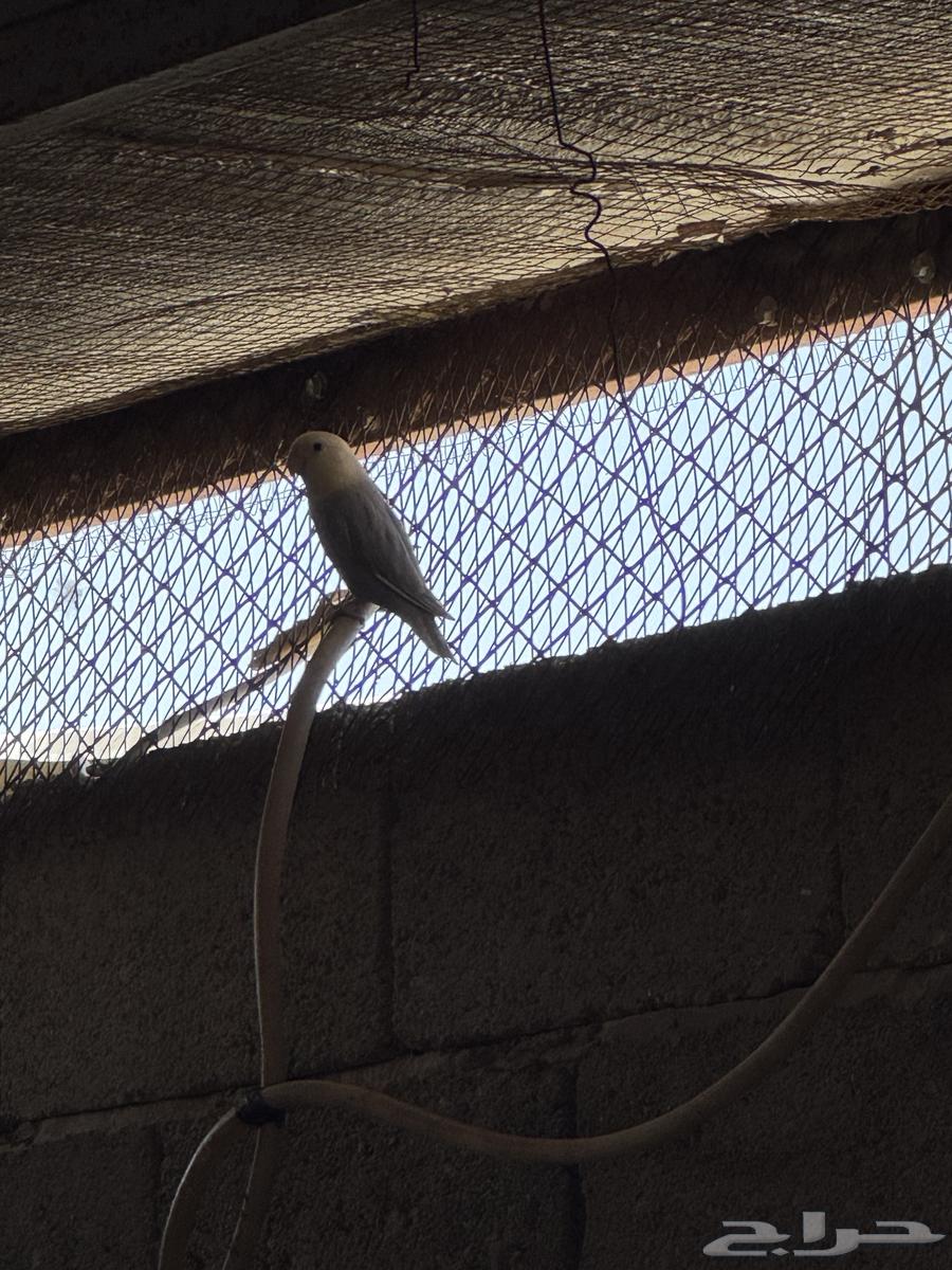 Day64417766444929112