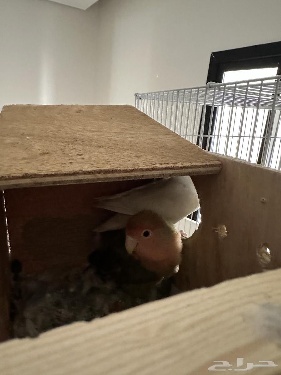 روز مع البيض الصحة ممتاز منتجة العمر مجهول.50064415195603843111