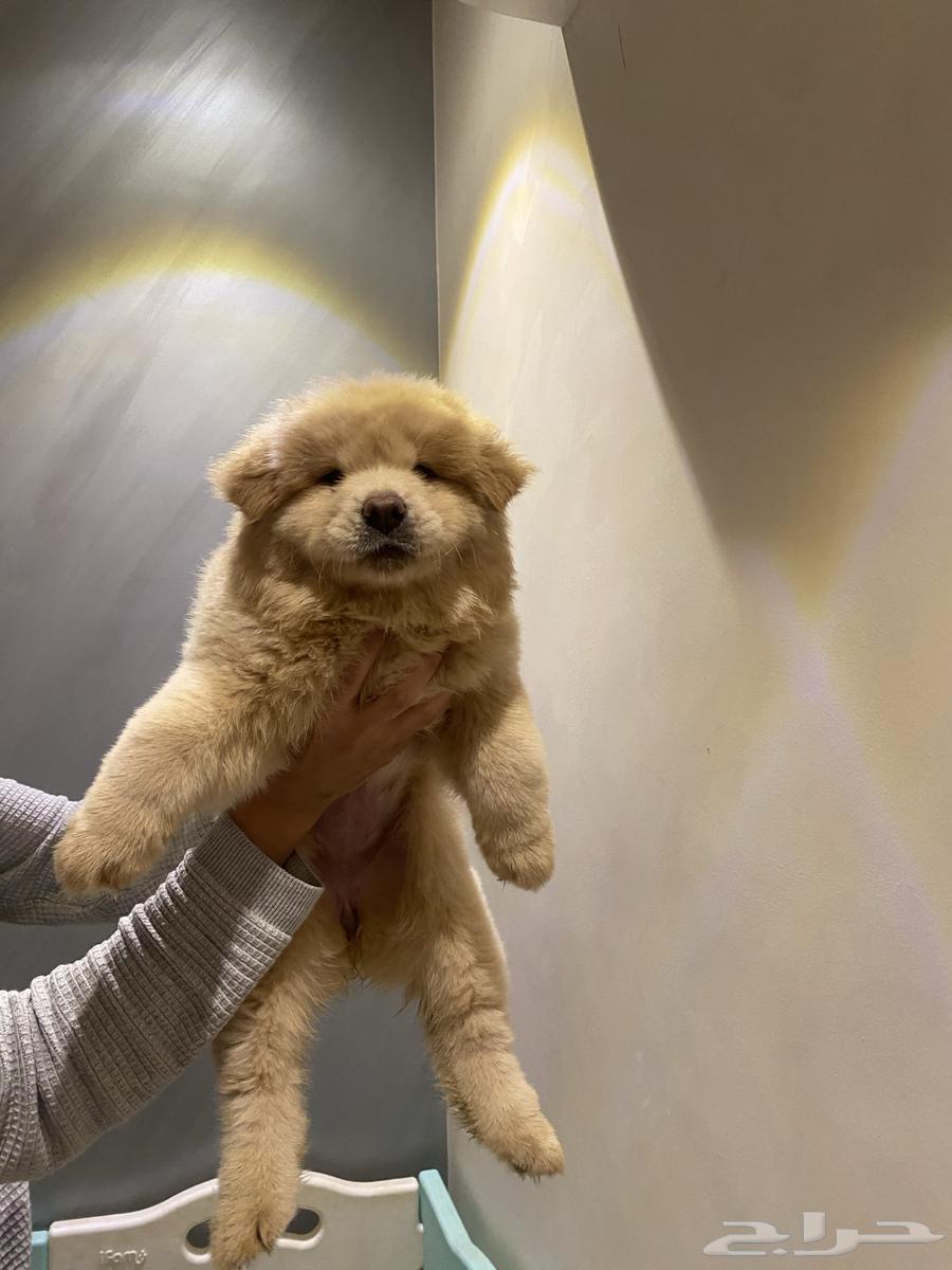 Chow Chow puppies64412896698755110