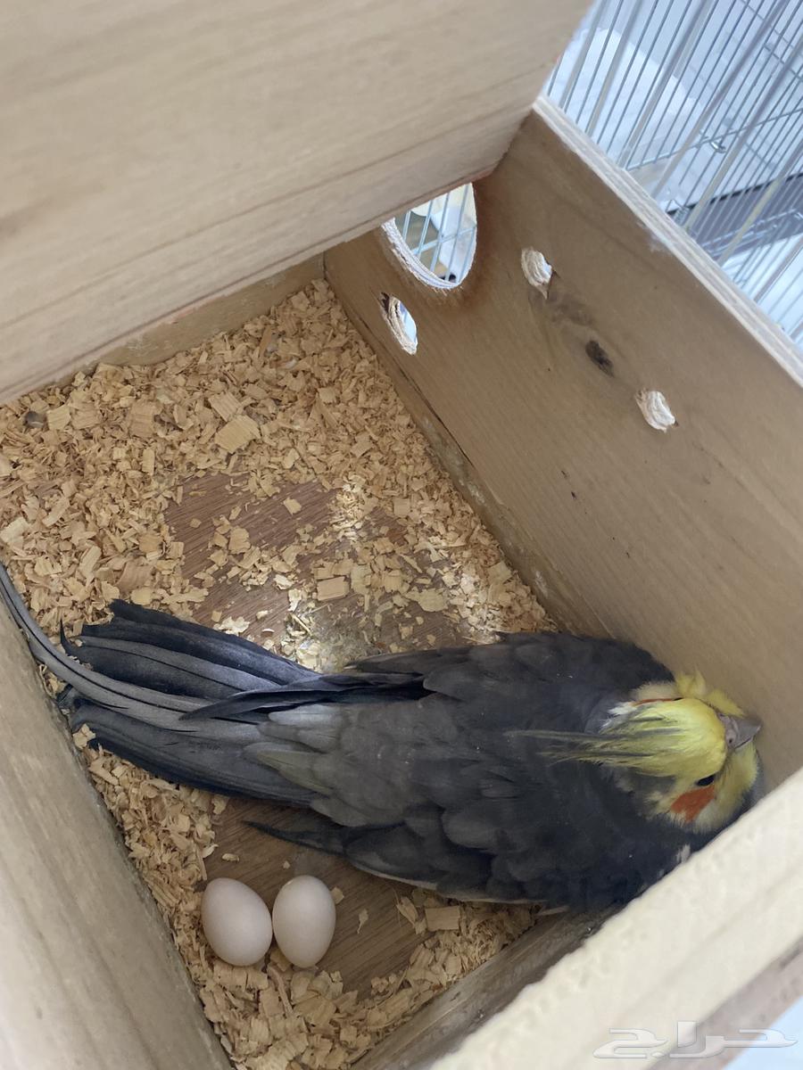 Crown product for sale with all accessories, base on two eggs64415746638466110