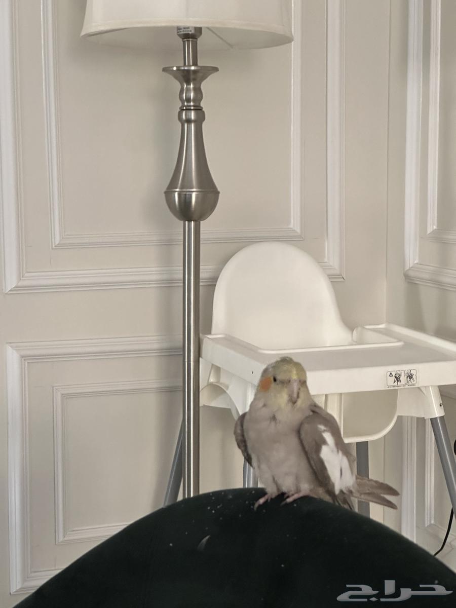 بيع كروان64415881437058111