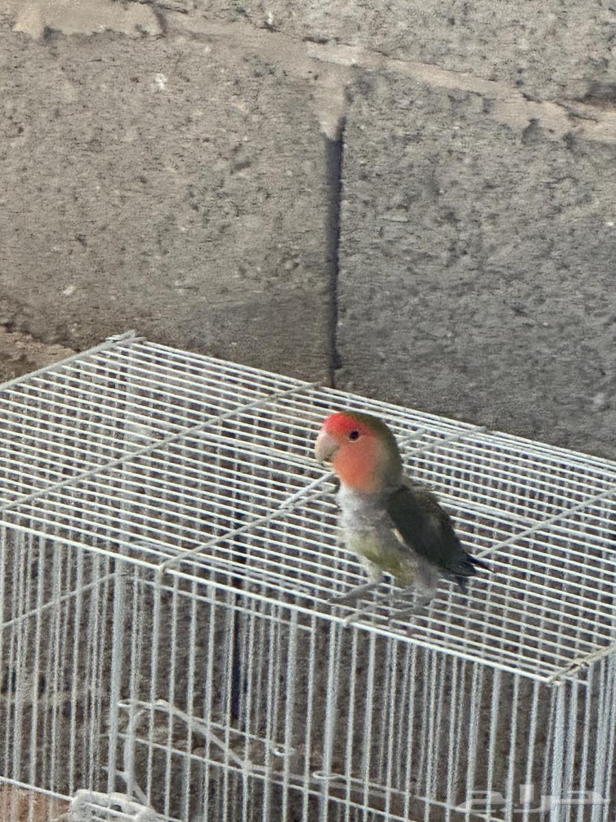 Day64417766444929114