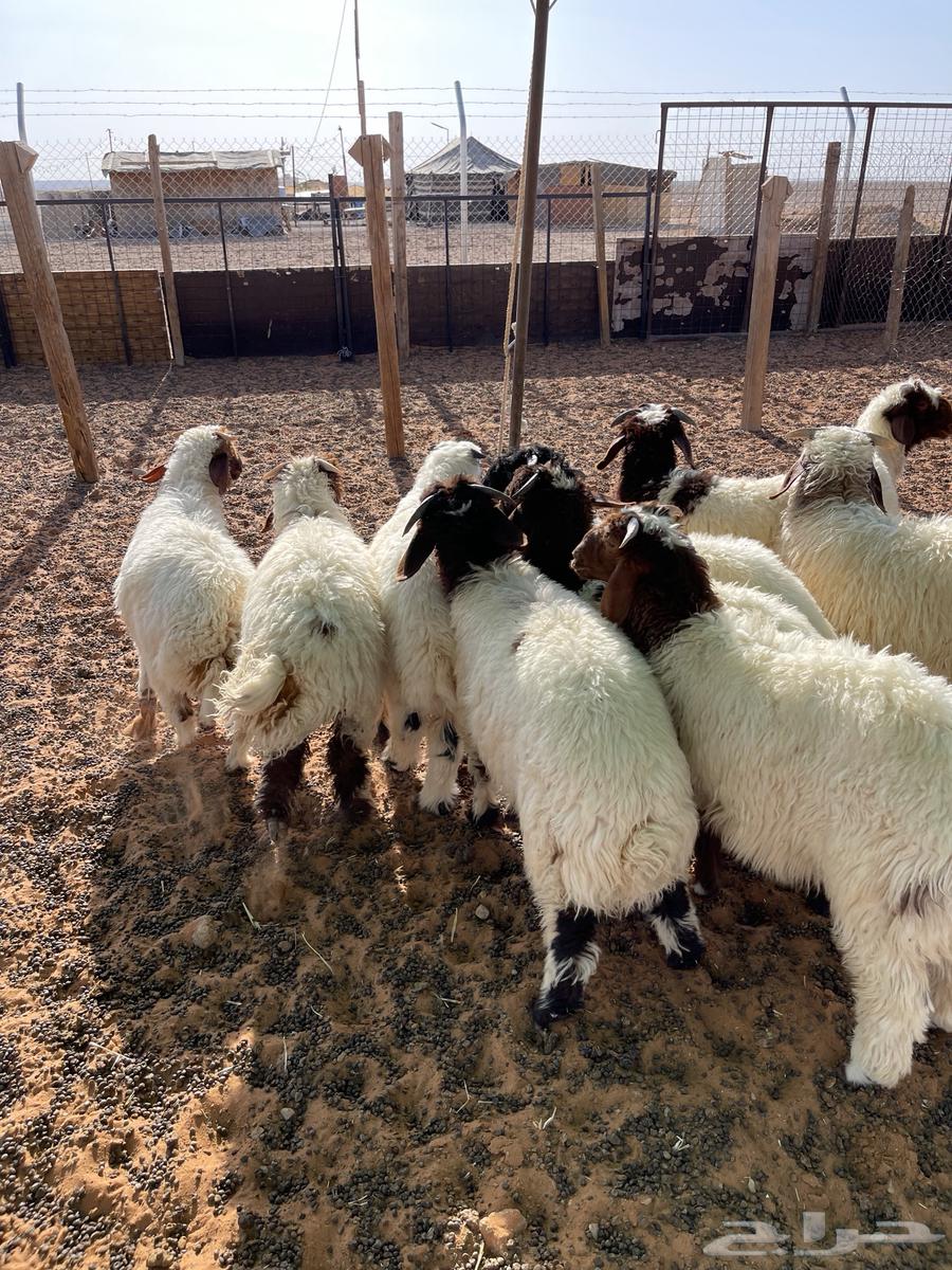 For sale, Naaim's purebred sheep (Sold)64416041441793112