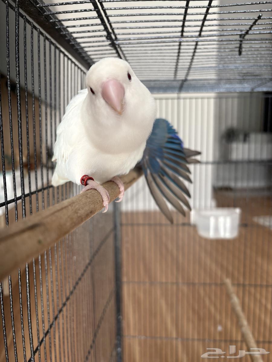 عصفور البينو روز(تم البيع الله يبارك للمشتري)64415881477890111
